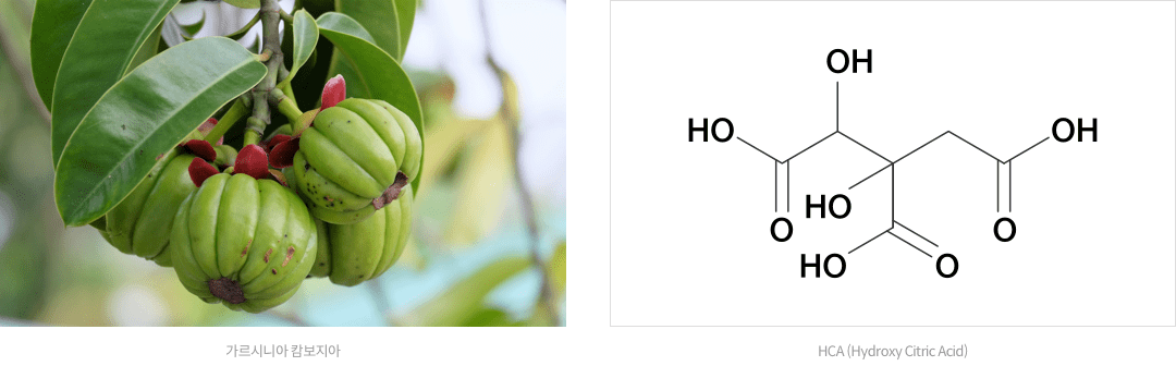 13_6_mz_img_02.png 가르시니아 캄보지아 / HCA(Hydroxy)