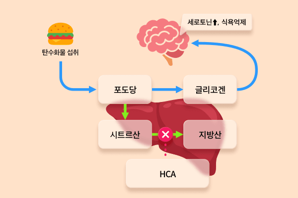 탄수화물 섭취 - 포도당 - 글리코겐 - 세로토닌 증가, 식욕억제 / HCA : 탄수화물(포도당)이 지방으로 전환되는 과정을 막아줌