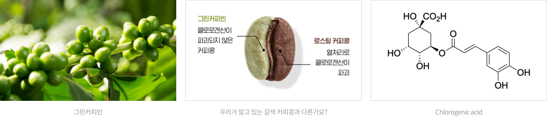 13_9_mz_img_02_2.png 그린커피빈 : 클로로겐산이 파괴되지 않은 커피콩 / 로스팅 커피콩 : 열처리로 클로로겐산이 파괴