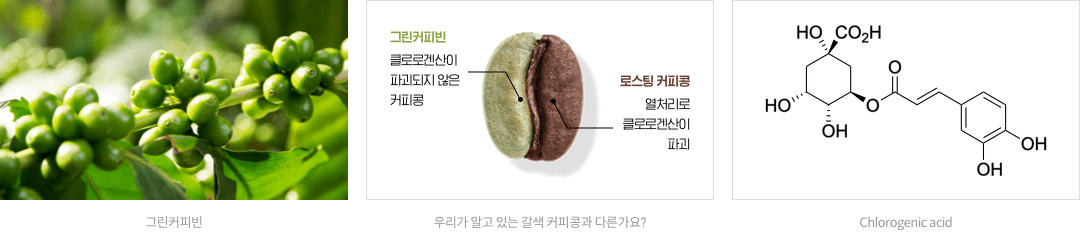 그린커피빈 : 클로로겐산이 파괴되지 않은 커피콩 / 로스팅 커피콩 : 열처리로 클로로겐산이 파괴