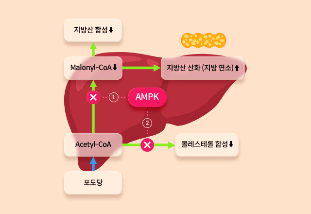 그린커피빈의 클로로겐산은 AMPK라는 효소를 활성화시켜 체지방 감소에 도움을 주는 메커니즘을 가지고 있습니다. 체내 AMPK가 활성화되면 간에서 지방산 합성 과정으로 가는 경로를 막아 지방산 합성을 감소시키며, 지방산의 산화를 촉진합니다. 또한 콜레스테롤 합성 경로를 막아, 콜레스테롤 합성도 감소시킨답니다.