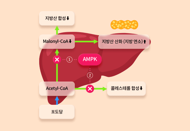 13_9_mz_img_03.png 그린커피빈의 클로로겐산은 AMPK라는 효소를 활성화시켜 체지방 감소에 도움을 주는 메커니즘을 가지고 있습니다. 체내 AMPK가 활성화되면 간에서 지방산 합성 과정으로 가는 경로를 막아 지방산 합성을 감소시키며, 지방산의 산화를 촉진합니다. 또한 콜레스테롤 합성 경로를 막아, 콜레스테롤 합성도 감소시킨답니다.