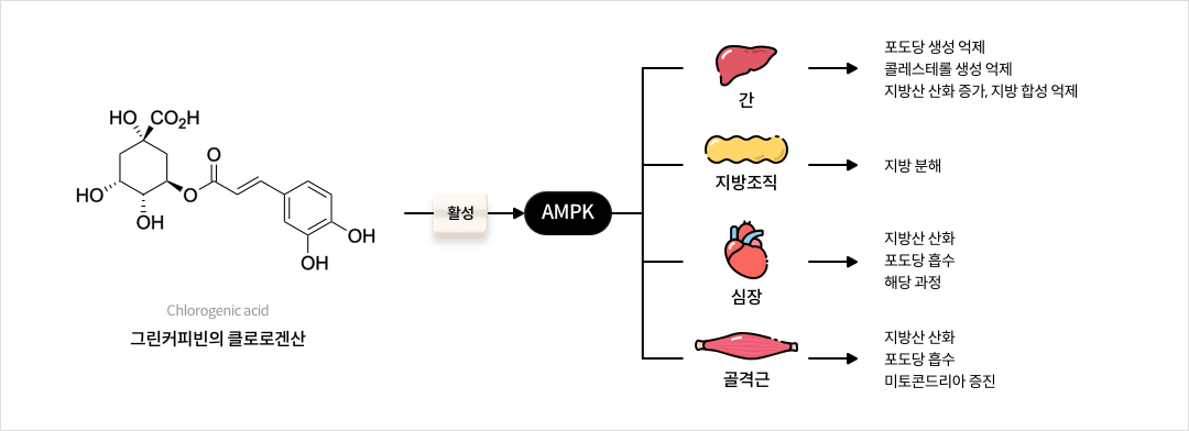 [그린커피빈의 클로로겐산] AMPK의 역할 - 간 : 포도당 생성 억제, 콜레스테롤 생성 억제, 지방산 산화 증가, 지방 합성 억제 / 지방조직 - 지방분해 / 심장 - 지방산 산화, 포도당 흡수, 해당 과정 / 골격근 : 지방산 산화, 포도당 흡수, 미토콘드리아 증진