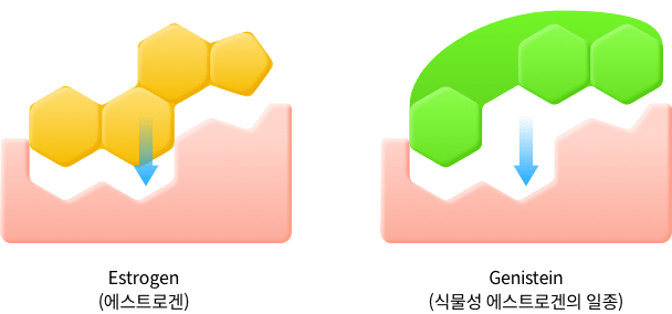 16_4_mz_img_04.png 에스트로겐