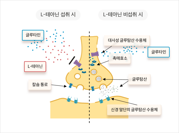 L-테아닌 섭취 유무에 따른 글루탐산 기전