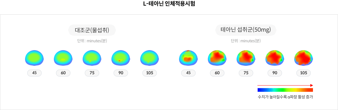 L-테아닌 인체 적용 실험