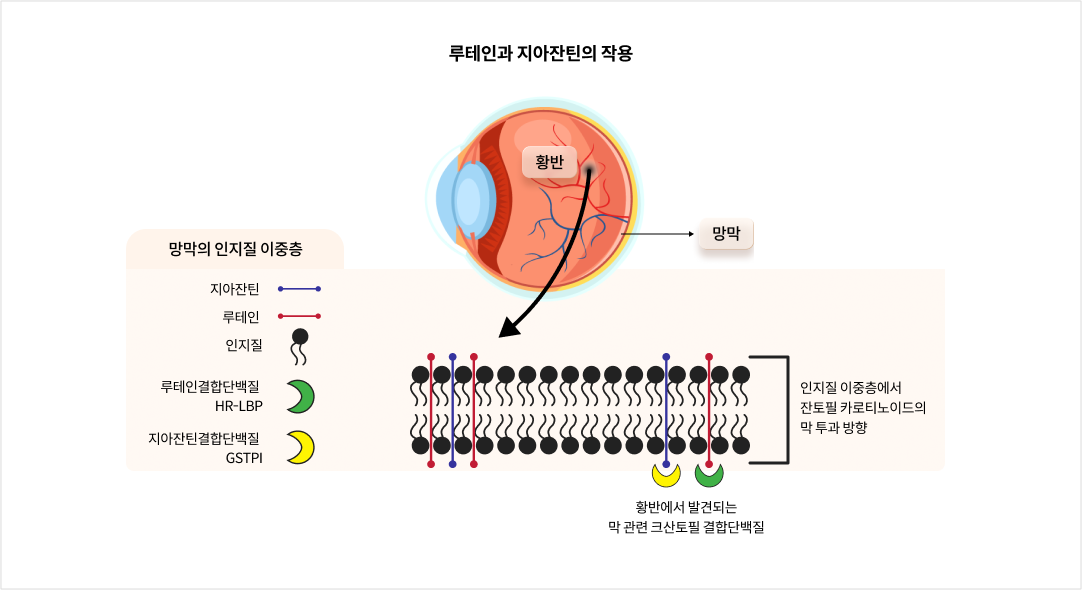mgz_LZAX_img1_pc.png 루테인과 지아잔틴의 작용