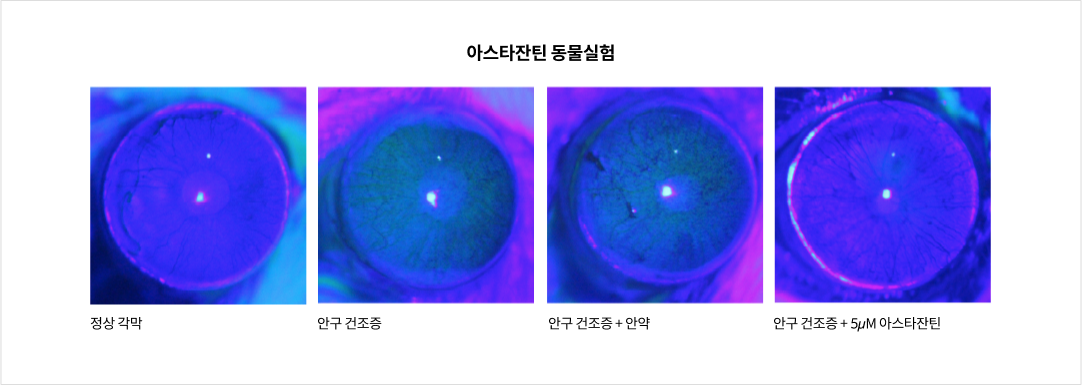 mgz_LZAX_img4_pc.png 아스타잔틴 동물실험