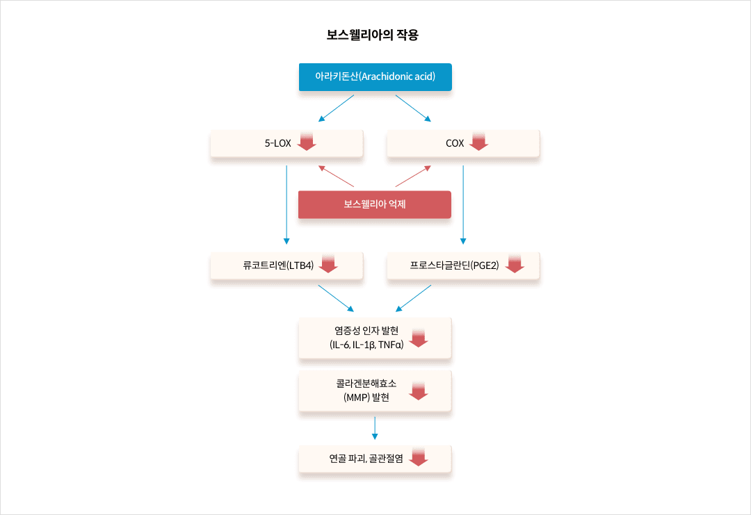 mgz_boswellia_img1_pc.png 보스웰리아의 작용