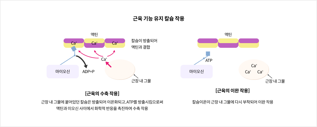 근육 기능 유지 칼슘 작용