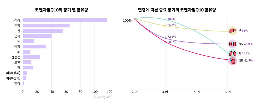 mgz_coenzymeq10_img2_pc.png 코엔자임Q10의 장기 별 함유량 / 연령에 따른 중요 장기의 코엔자임Q10 함유량