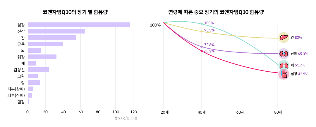 코엔자임Q10의 장기 별 함유량 / 연령에 따른 중요 장기의 코엔자임Q10 함유량