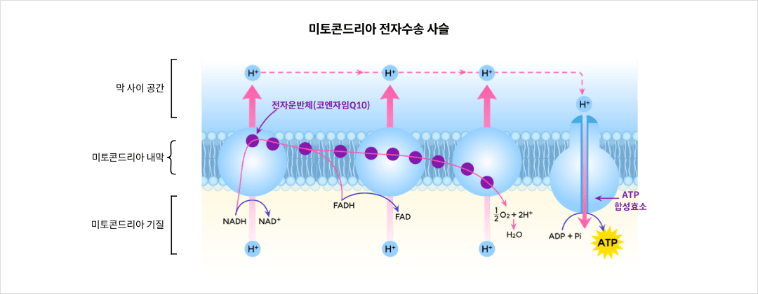 mgz_coenzymeq10_img3_pc.png 미토콘드리아 전자수송 사슬