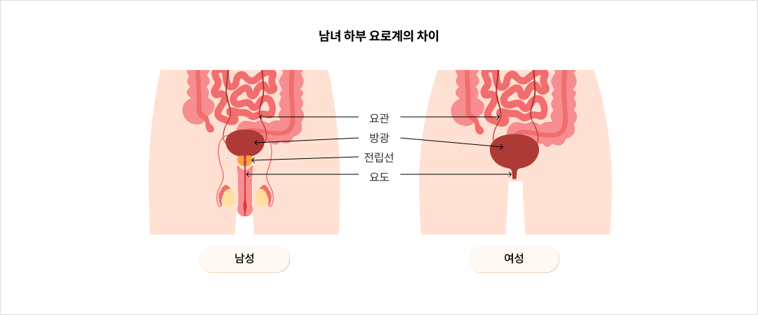 mgz_cystitis_img1_pc.png 남녀 하부 요로계의 차이