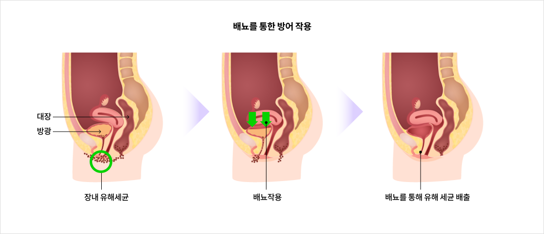 mgz_cystitis_img2_pc.png 배뇨를 통한 방어 작용