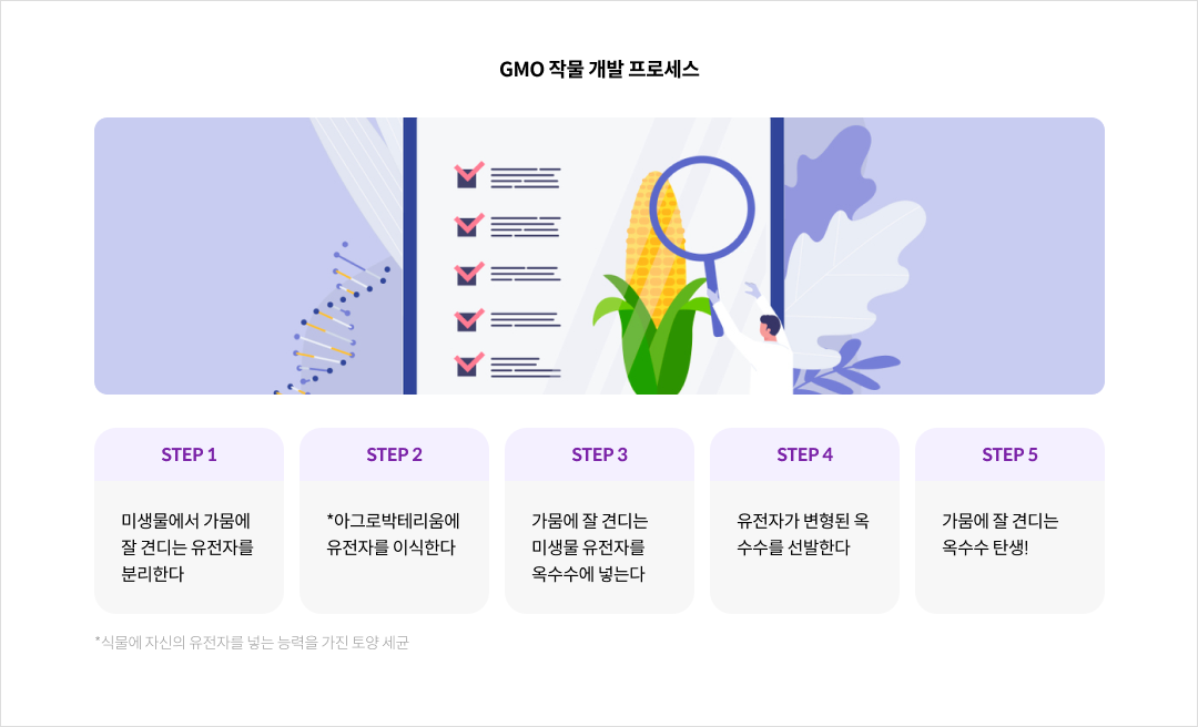 GMO 작물 개발 프로세스