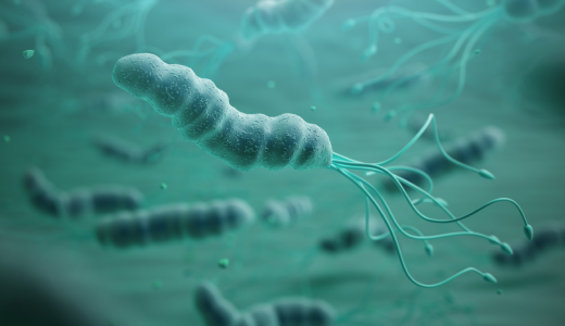 mgz_helicobacter_img2_pc.png 헬리코박터균 이미지