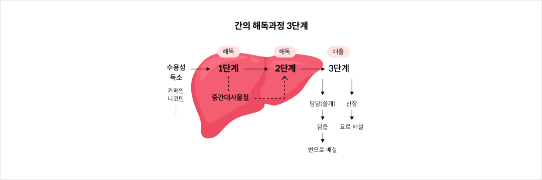 간의 해독과정