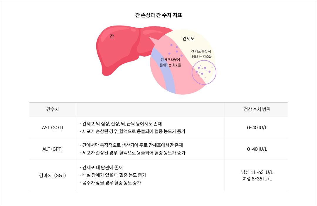 간 손상과 간 수치 지표