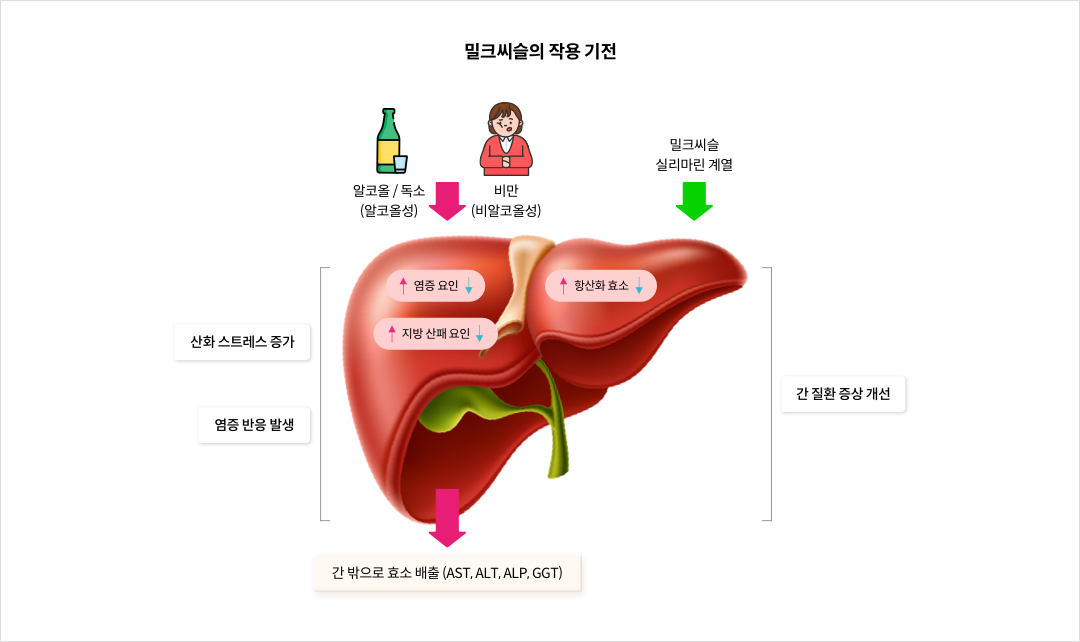 밀크씨슬의 작용 기전