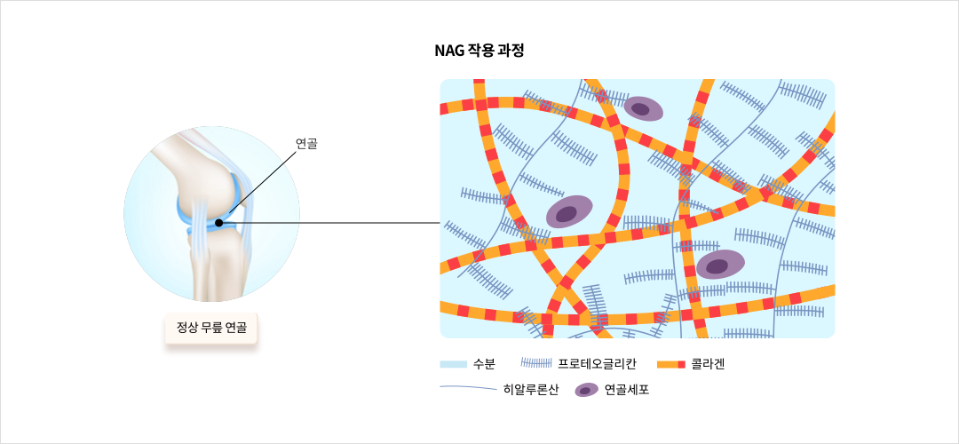 mgz_nag_img2_pc.png NAG 작용 과정