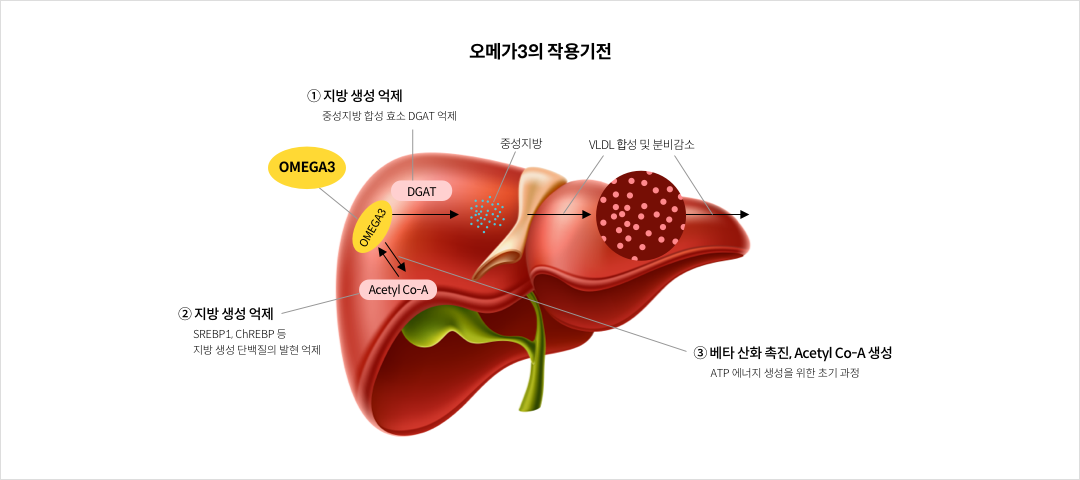 mgz_omega3_img2_pc.png 오메가3의 작용 기전
