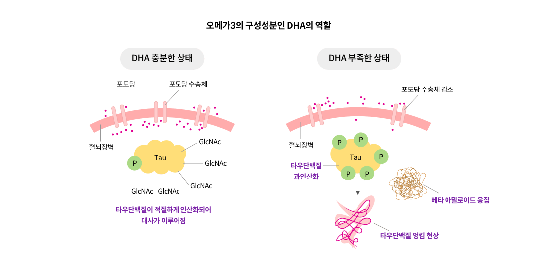 mgz_omega3_img4_pc.png 오메가3의 구성성분인 DHA의 역할