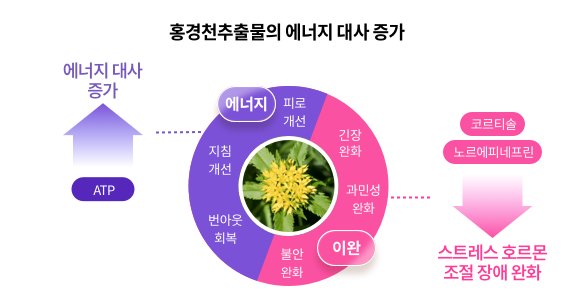 홍경천추출물의 에너지 대사 증가