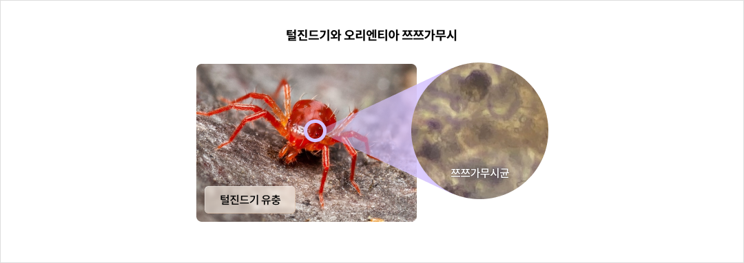 mgz_tsutsugamushi_img1_pc.png 털진드기와 오리엔티아 쯔쯔가무시