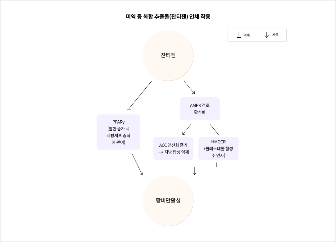 미역 등 복합 추출물(잔티젠) 인체 작용