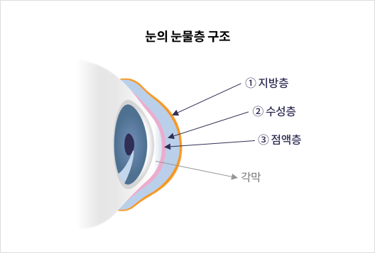 눈의 눈물층 구조